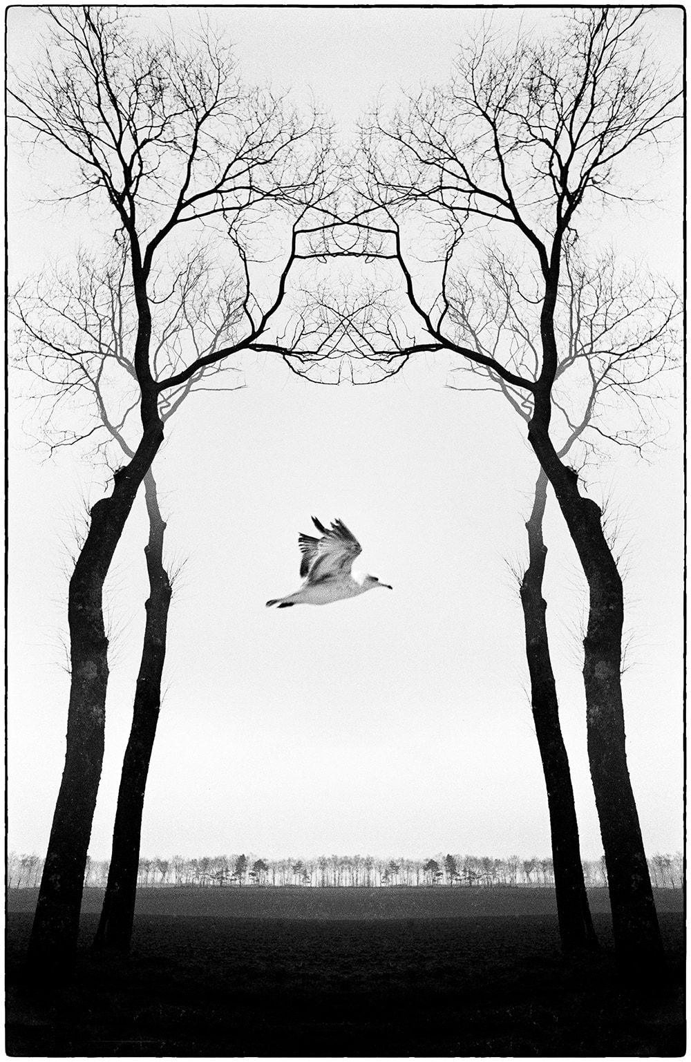 Robert Brecko Walker, Mouette Arbres, France, 1969