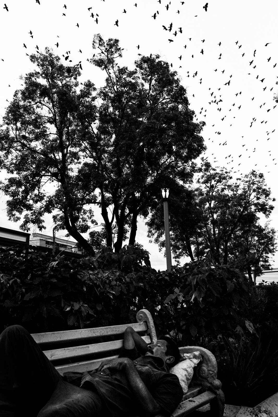 Richard Sharum, Daysleeper, Bayamo, 2019