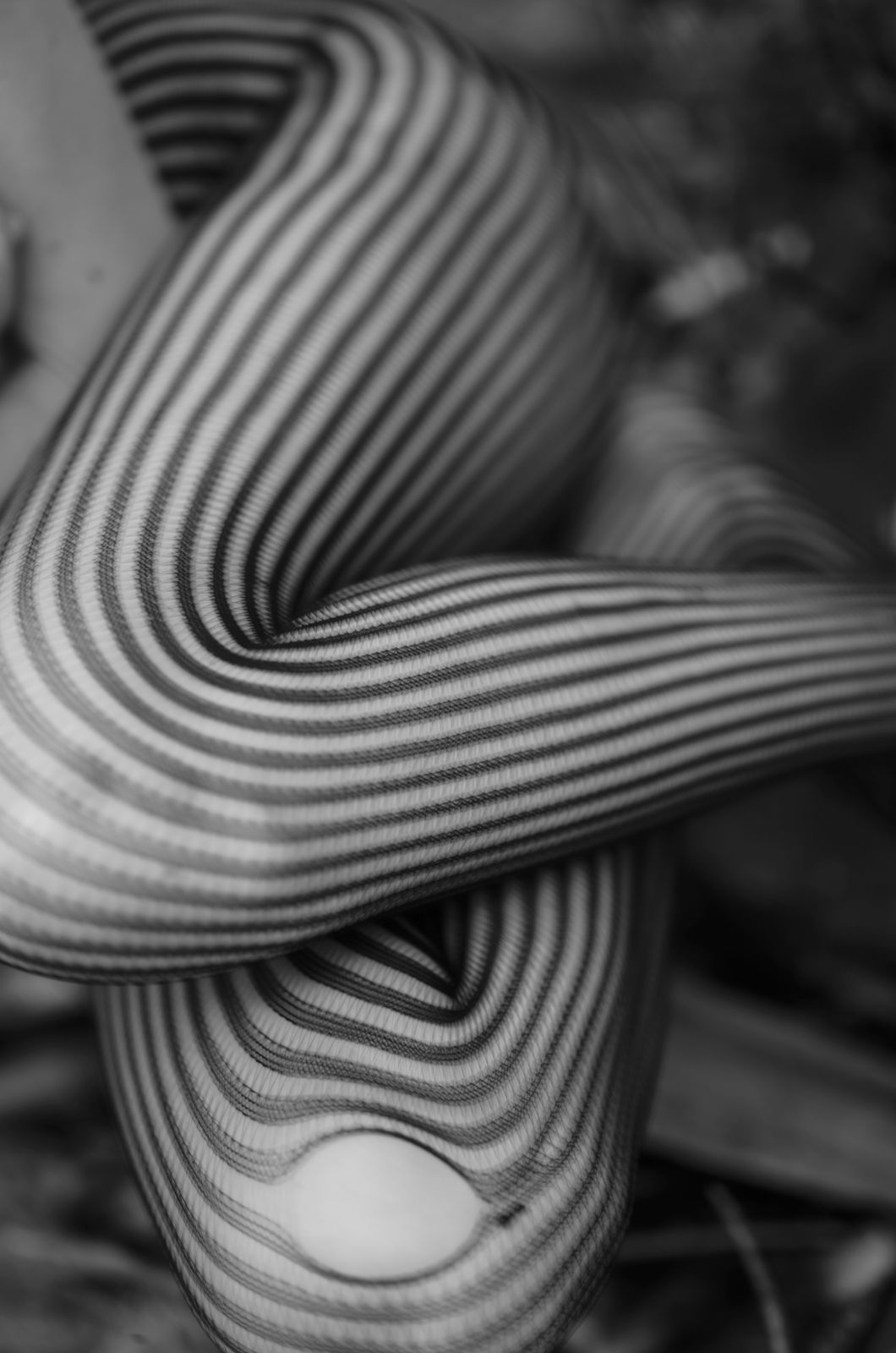 Mark de Paola, Striped Ema, 2018