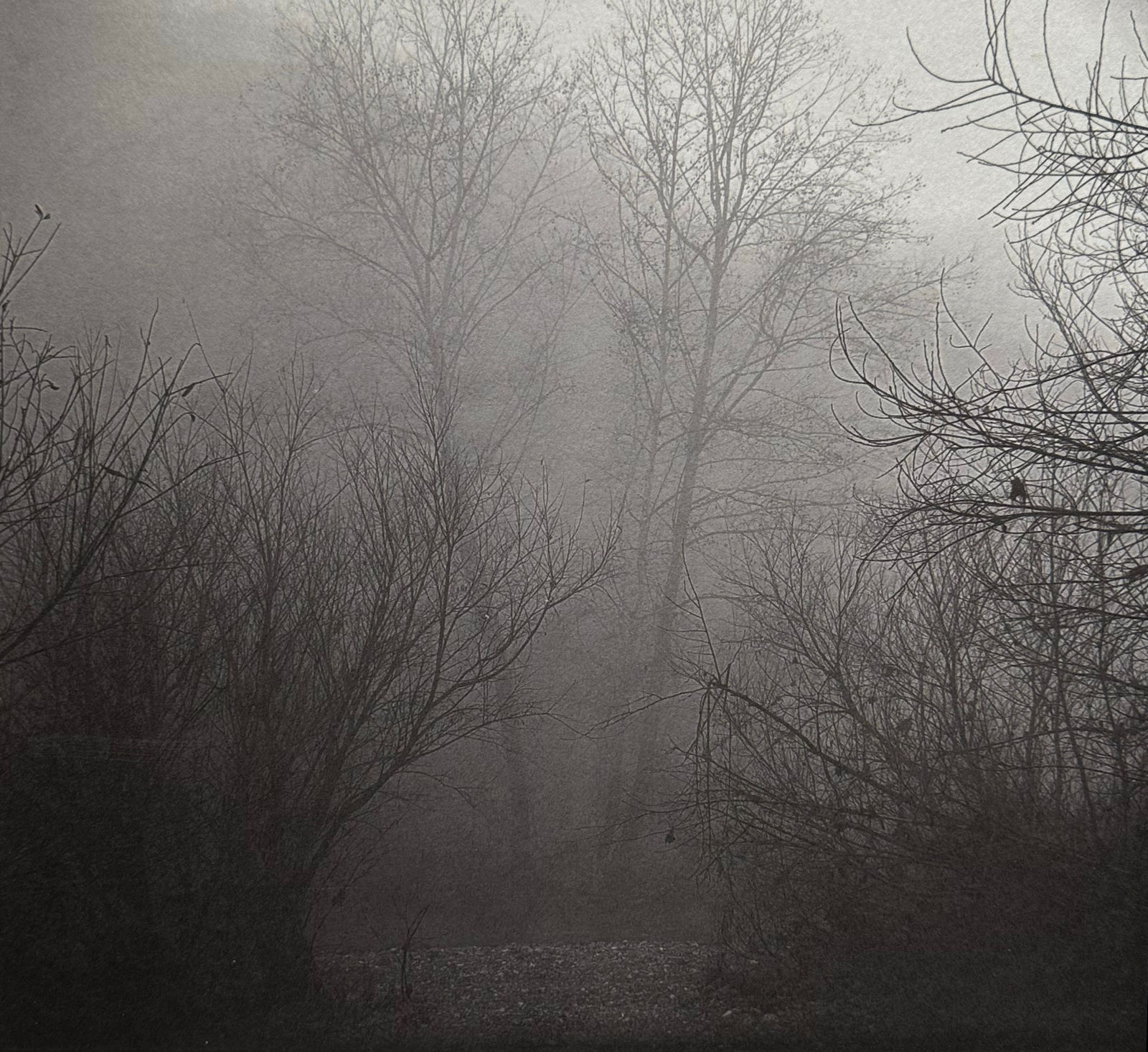 Chico Seay, Two Trees. Twin Rivers , MO, 2022