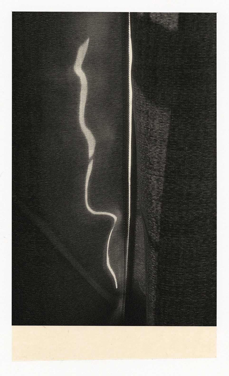 Wesley Stringer, Desire Path: Petals, Fins and Feathers #001, 2017