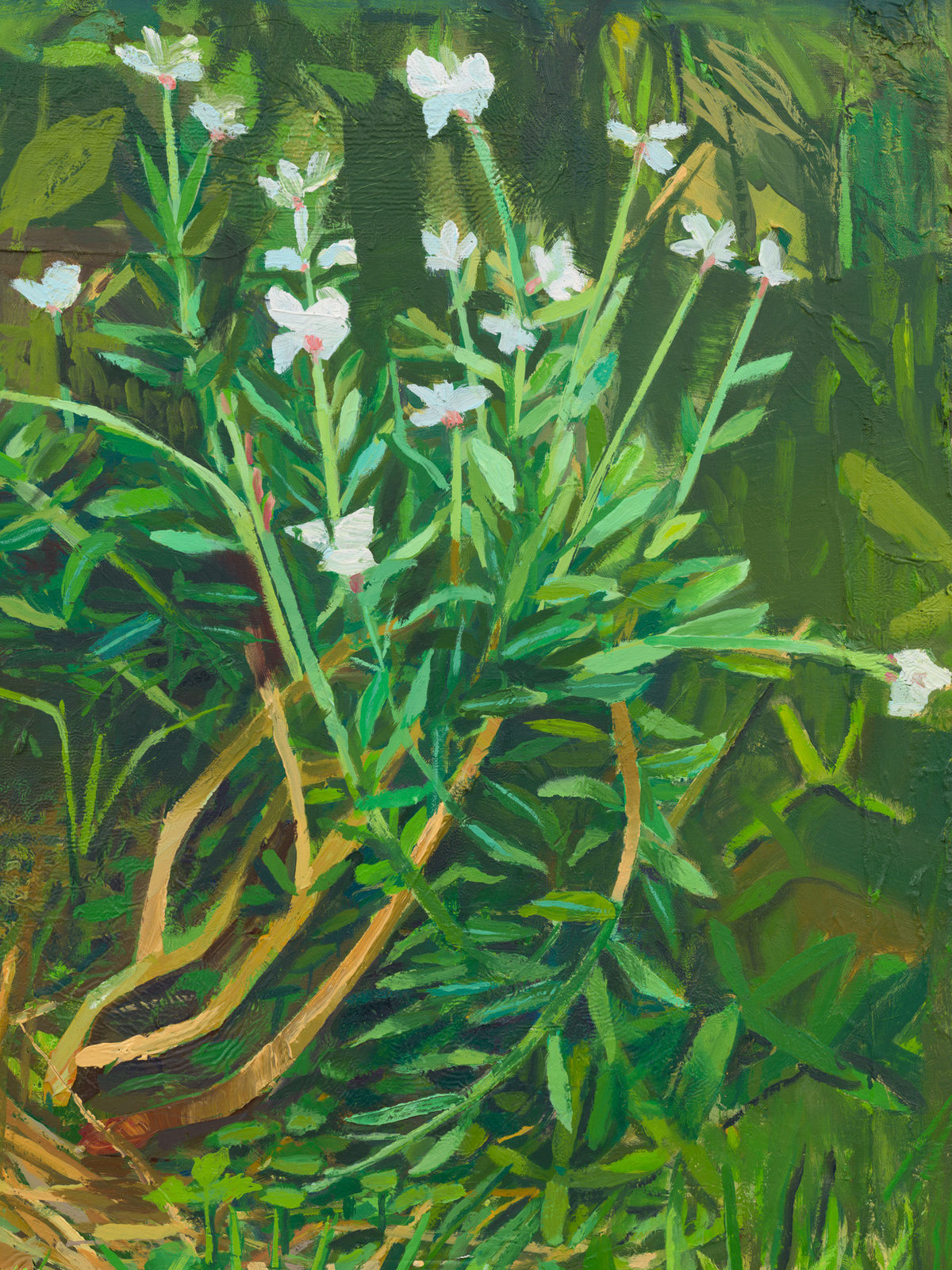 MATHIEU CHERKIT, Gaura Lindheimeri, 2024