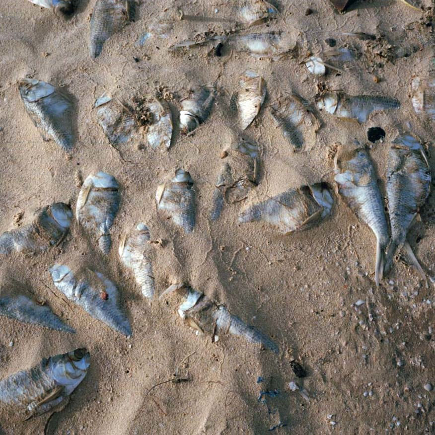 Zineb Sedira, Dispaced objects, 2008