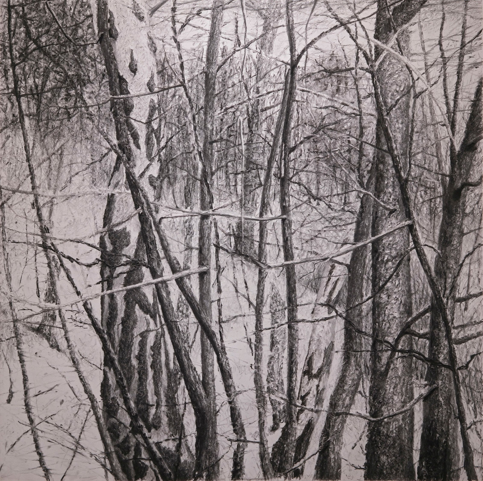 丹．馬諸卡, 《樹林》Forest, 2021