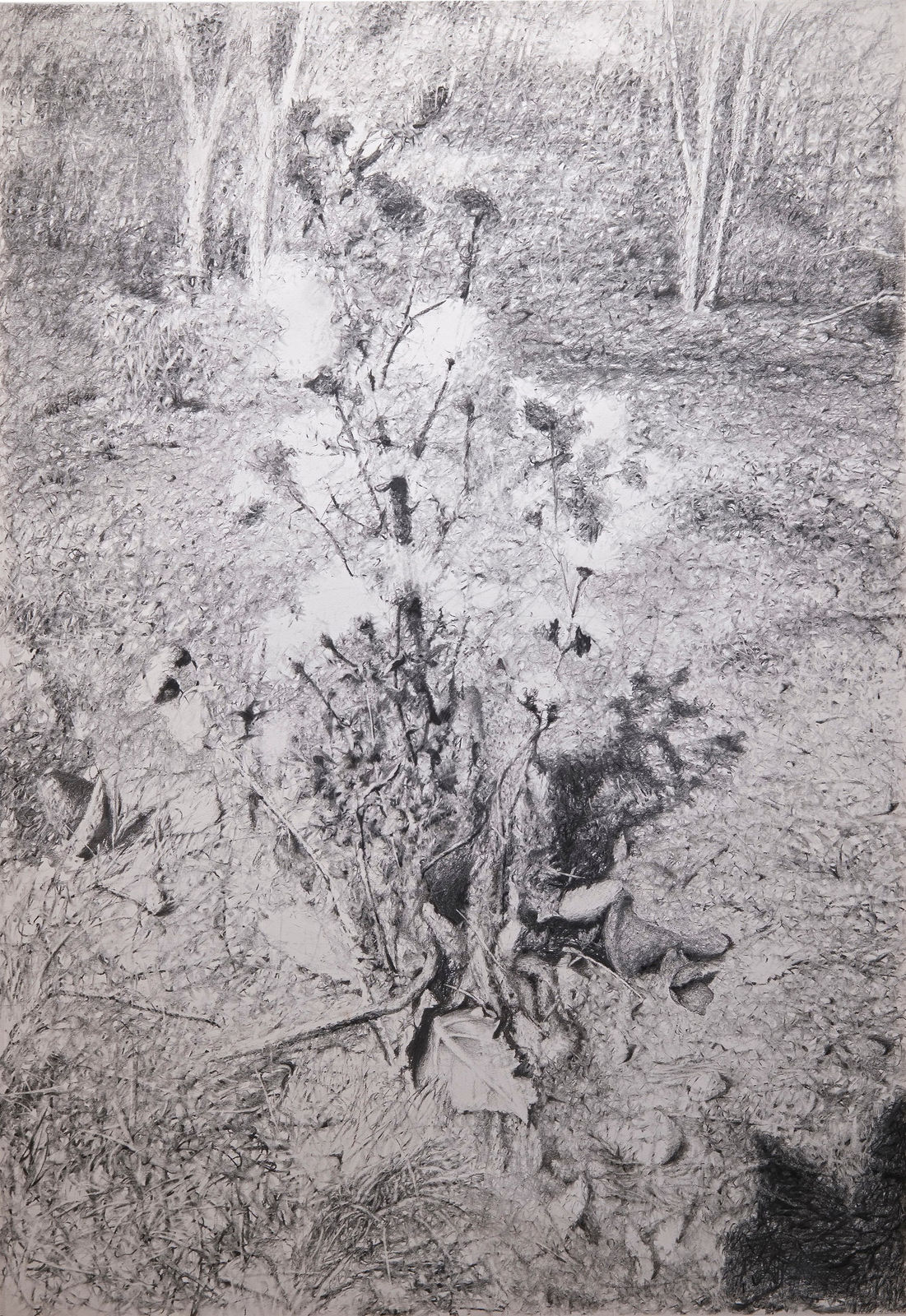 丹．馬諸卡, 《荊棘》Bramble, 2022