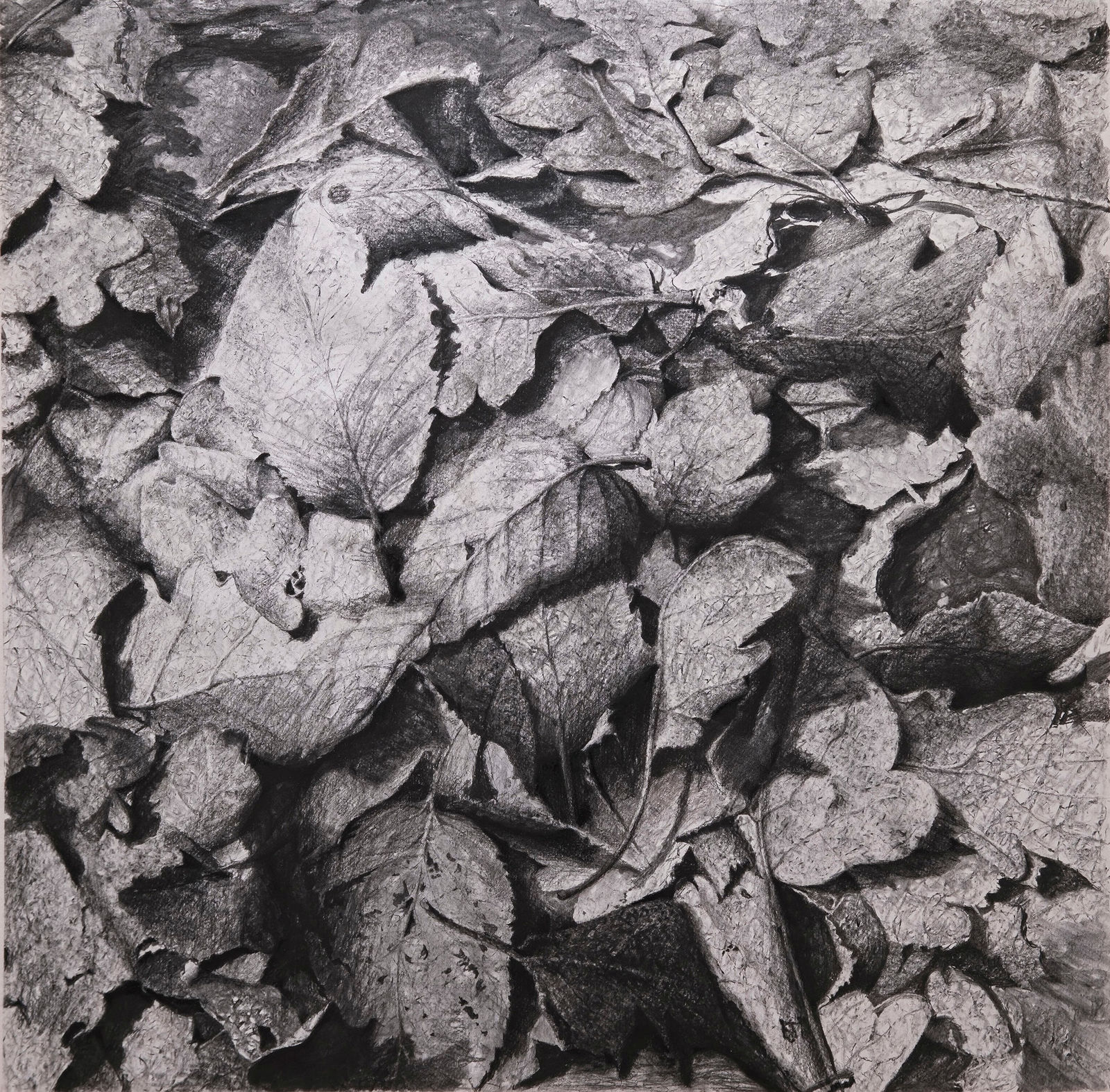丹．馬諸卡, 《樹葉》Leaves, 2021
