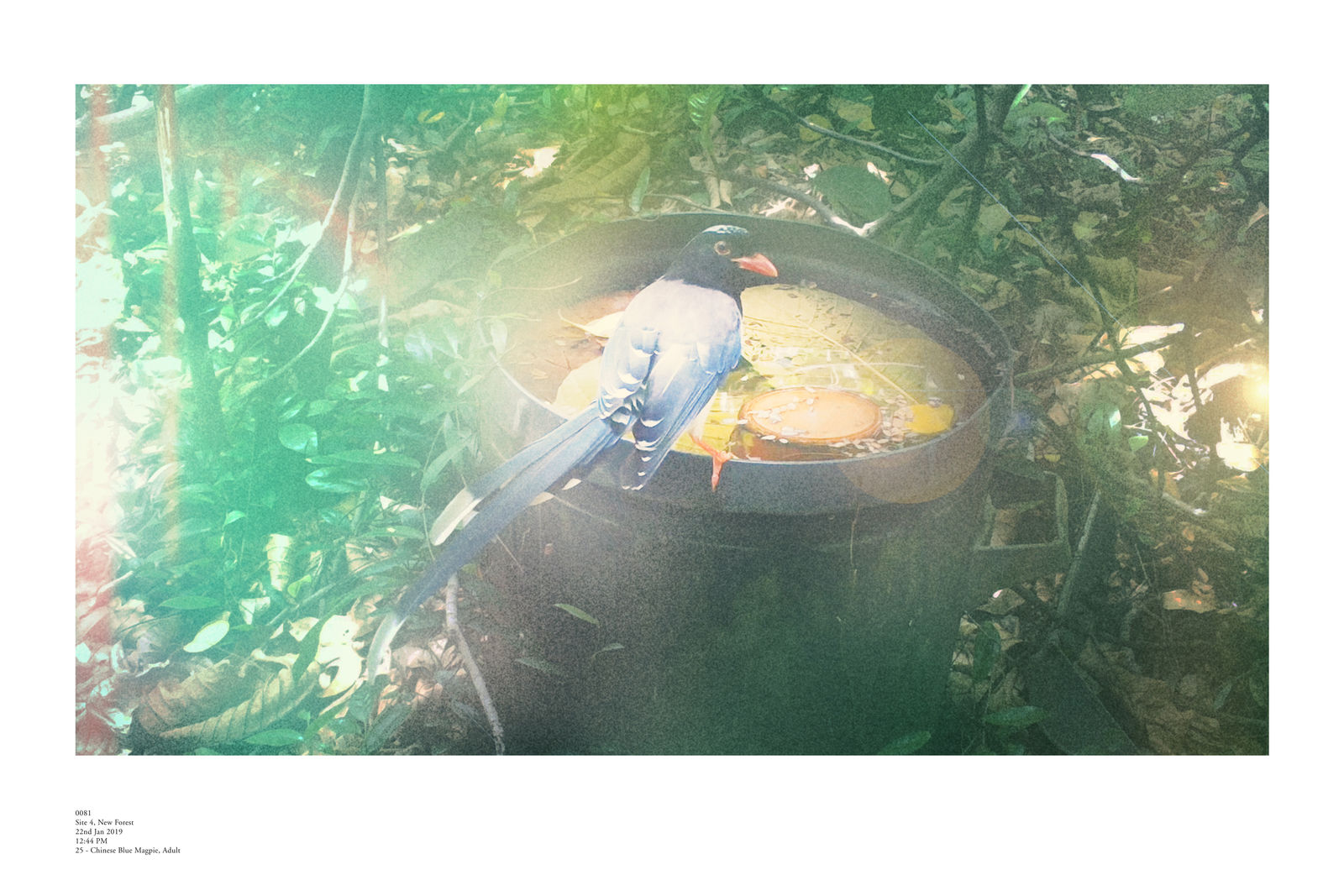 趙仁輝, 《2019年1月22日》 22 Jan 2019, 2019