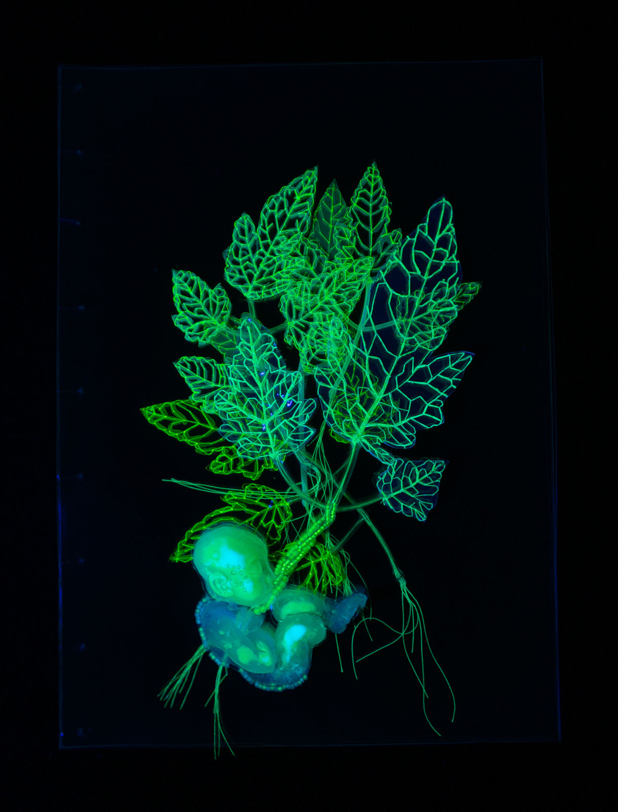 安德利亞・梅達爾, 《未來遺緒中的植物標本集 1》 Herbarium with Plants left over from the Future 1 , 2023