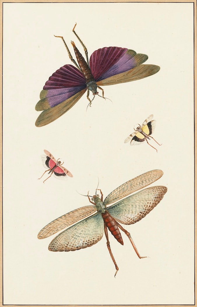 Nicolaas Struyck (1686-1769)