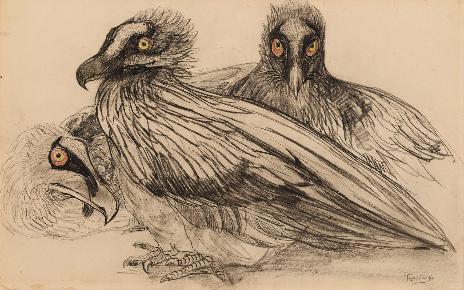 Theo van Hoytema, bearded vultures