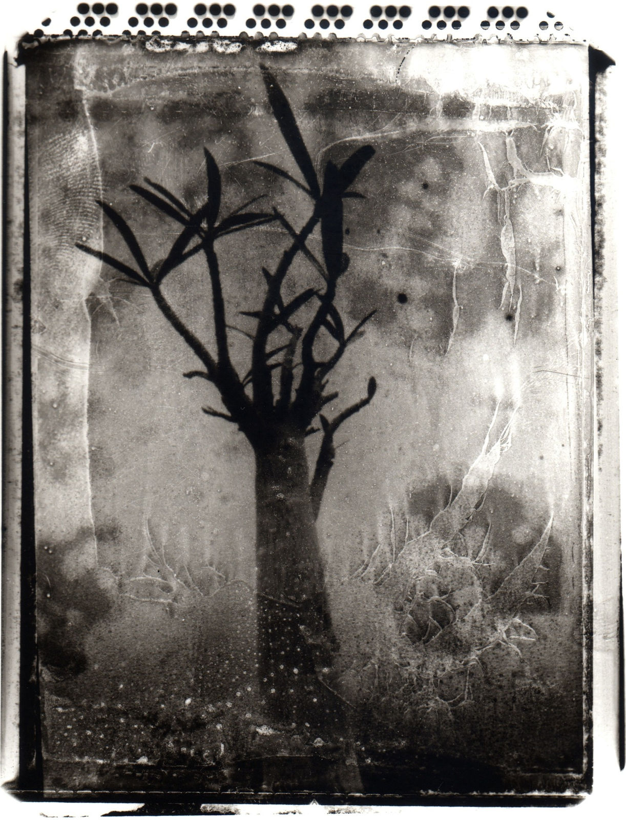 Kodo Tanaka, Succulents 07, 2002