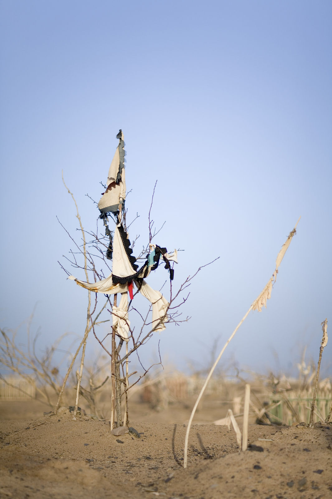 Lisa Ross, Black Garden (Extol Blue), 2019