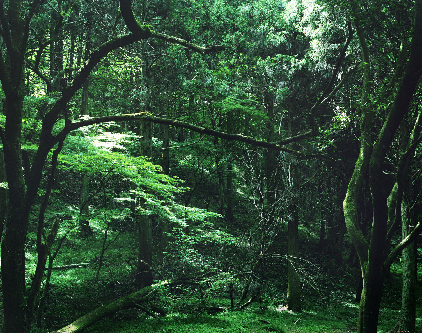 Yojiro Imasaka, Illuminating Earth 89, 2019