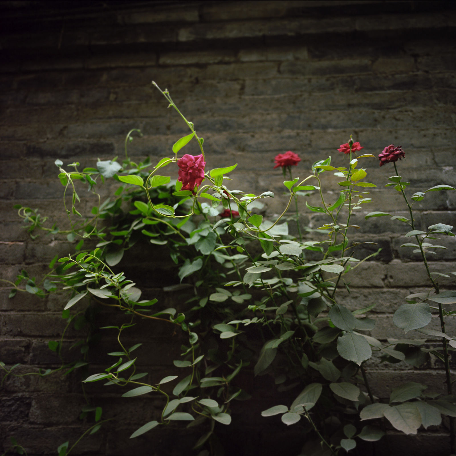 Hai Zhang, Xi'an, Shaanxi Province 6, 2015