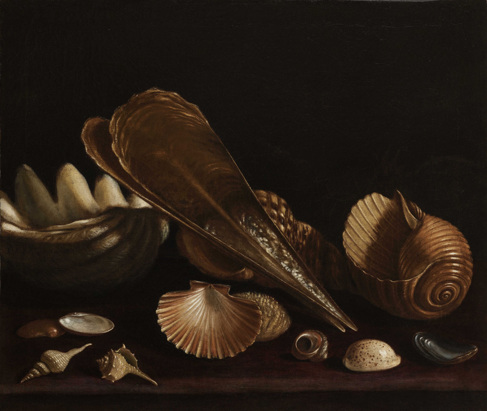 Paolo Porpora, attribuito, Still life with shells, Fourth-Fifth decade of the Seventeenth Century