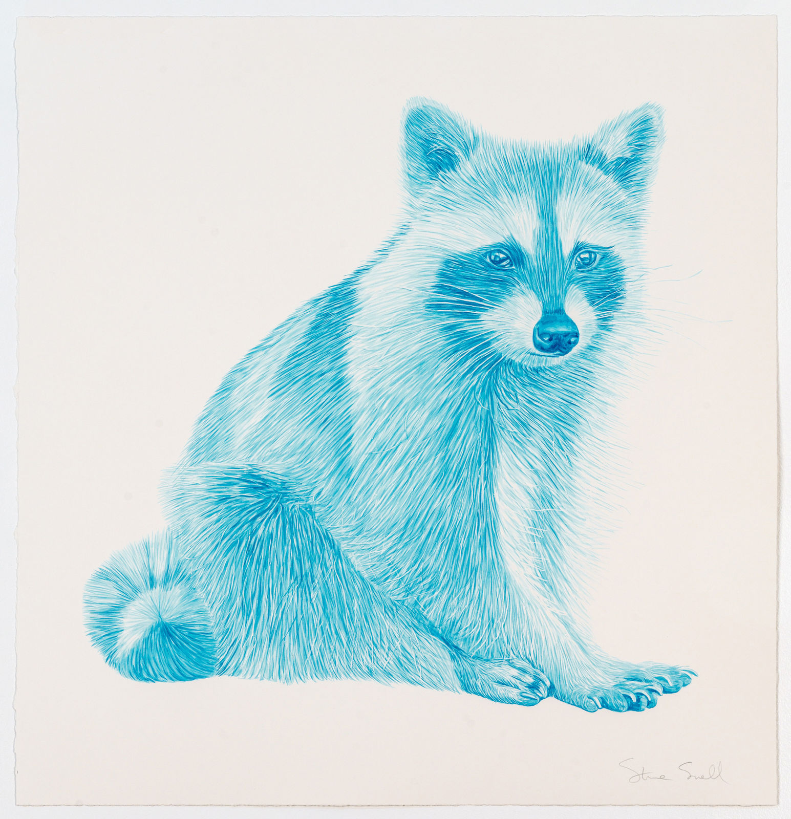 Steve Snell, Blue Raccoon