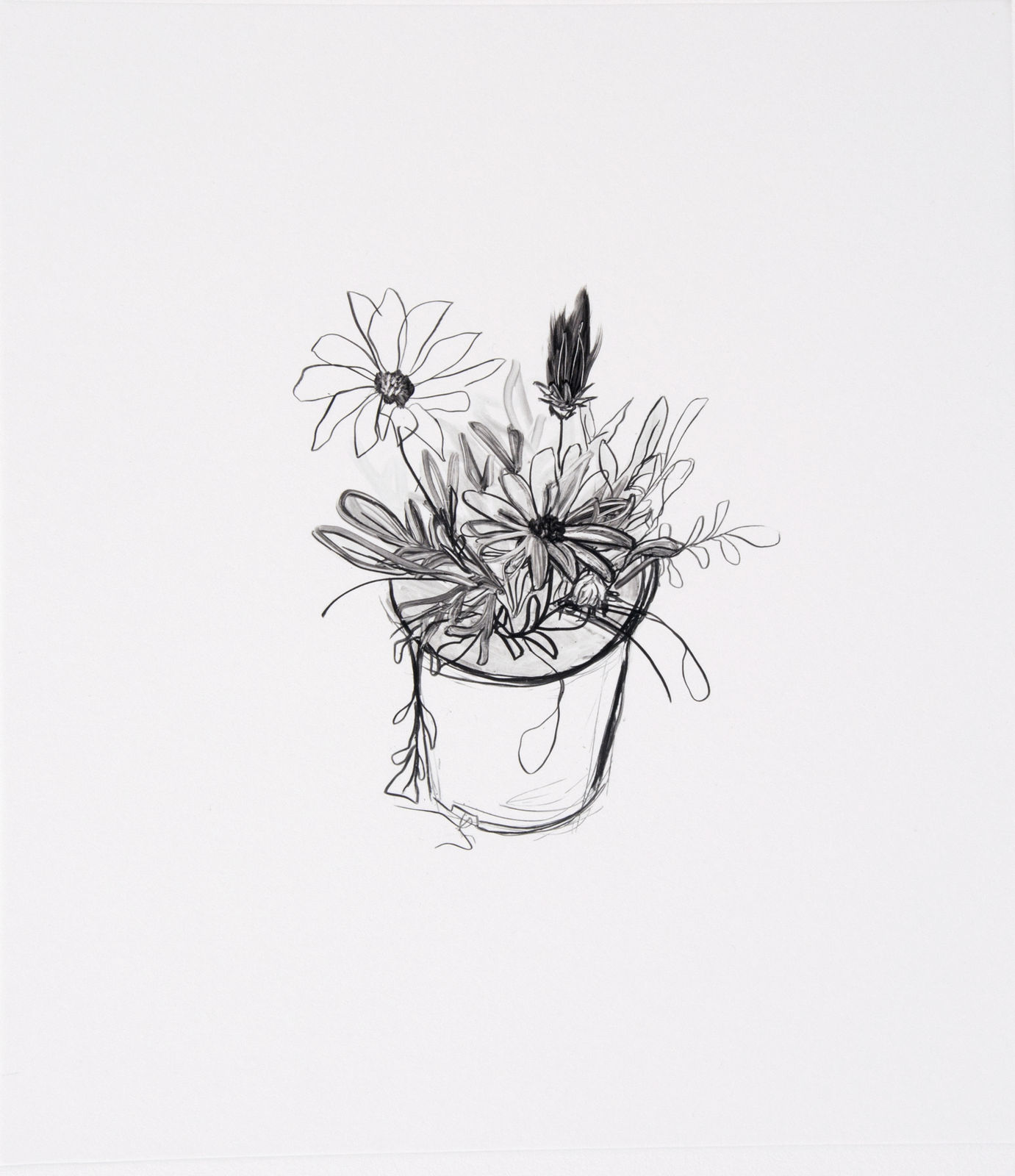 Sara Sanders, Gazania II