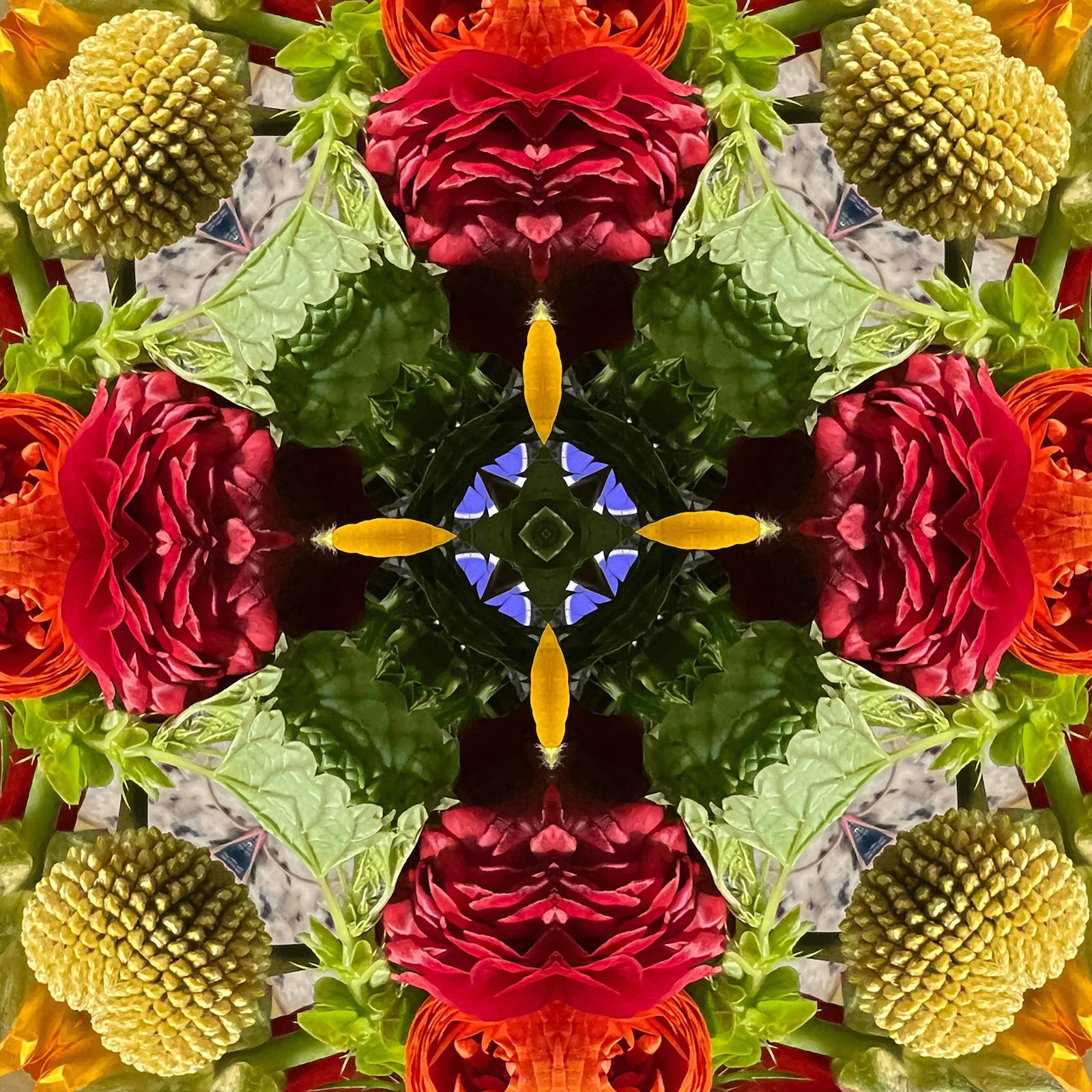 Tim Tate, Orange and Yellow Rose Lenticular