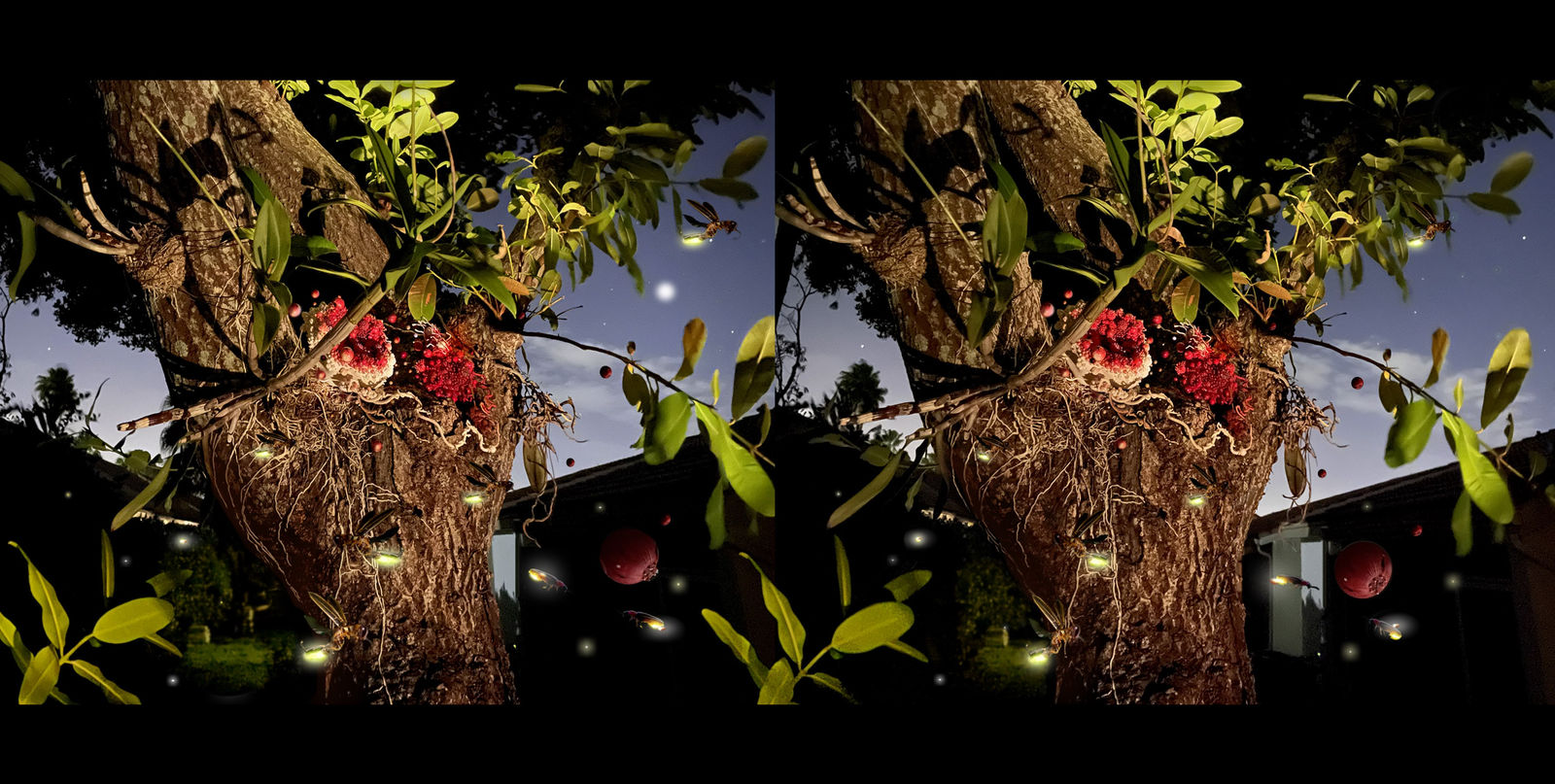 Amy Gross, Kin stereoscope