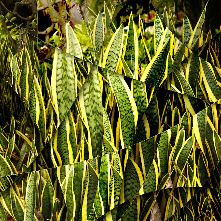 Amaury Dubois, Photo Agave