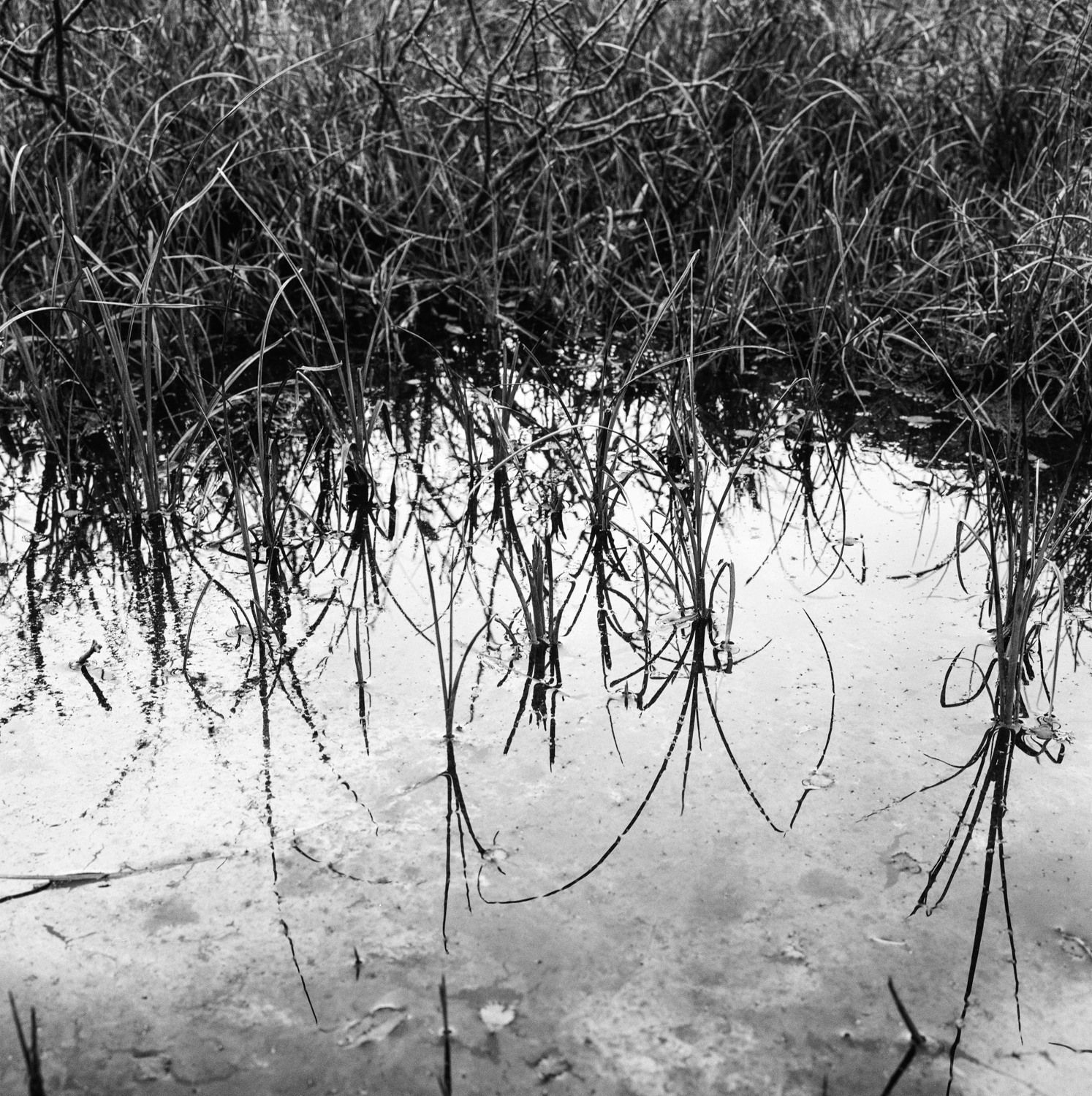 Ronald Patrick, Those who have Reindeer, 2016