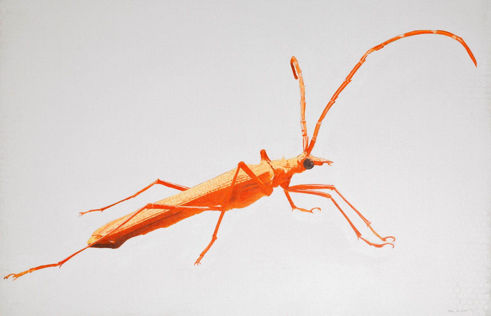 Rodrigo Fabri, Insects, 2009