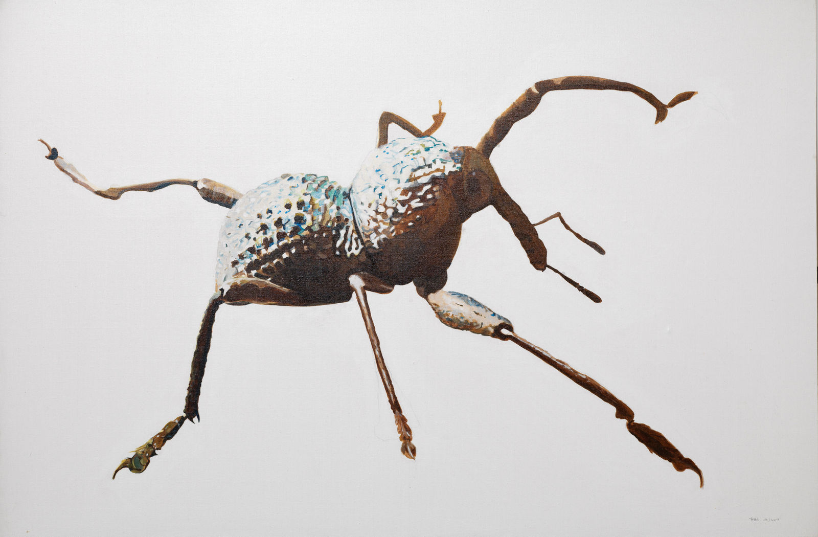 Rodrigo Fabri, Insects, 2009