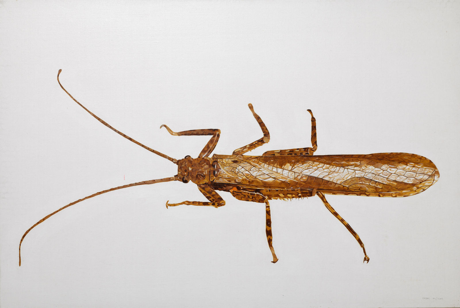 Rodrigo Fabri, Insects, 2009