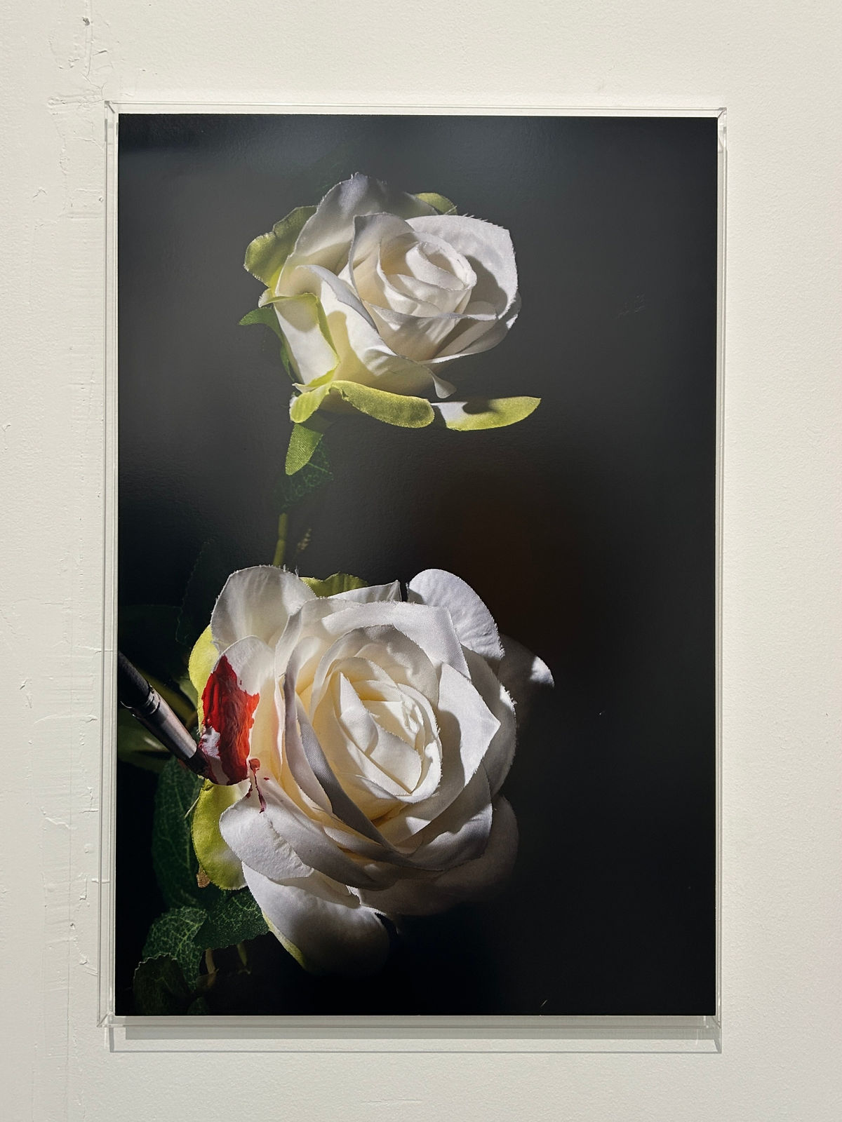 Enea Mingorance, Untitled work (Shelf Life series), 2025