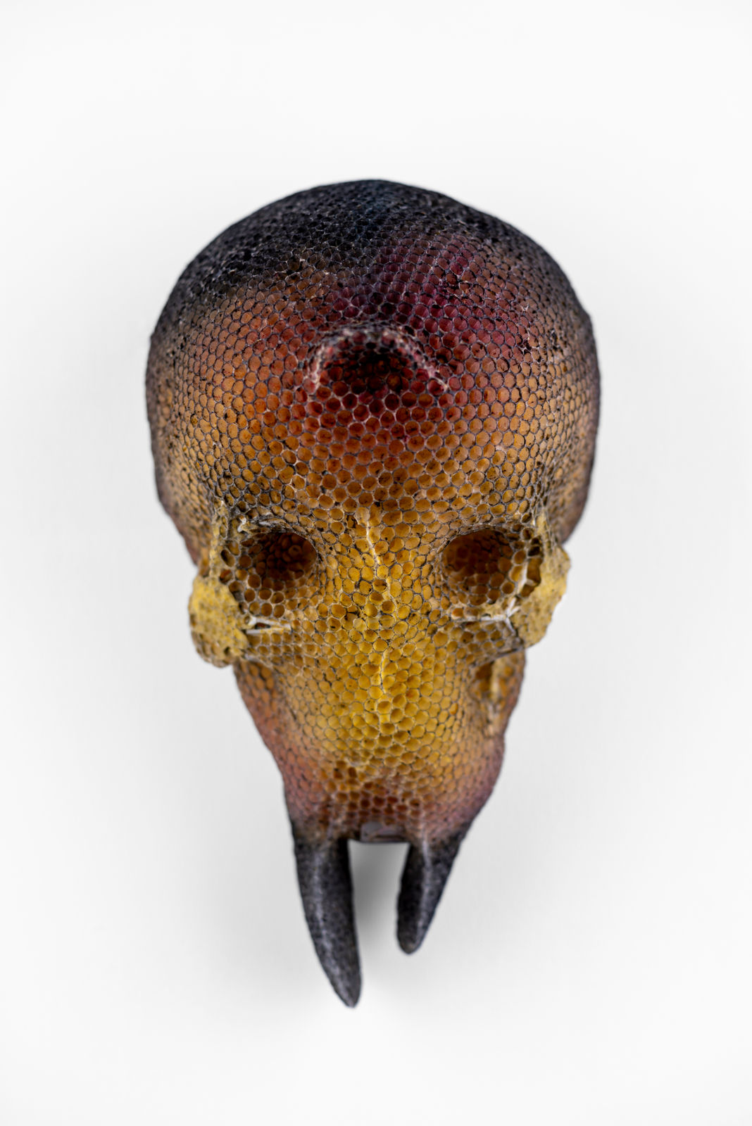 Tomáš Libertíny, Memento Vivere / Phoenix, 2024