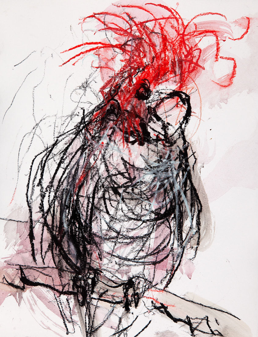 Jody Graham, Glove drawing 4 - Gang-Gang Cockatoo, 2024
