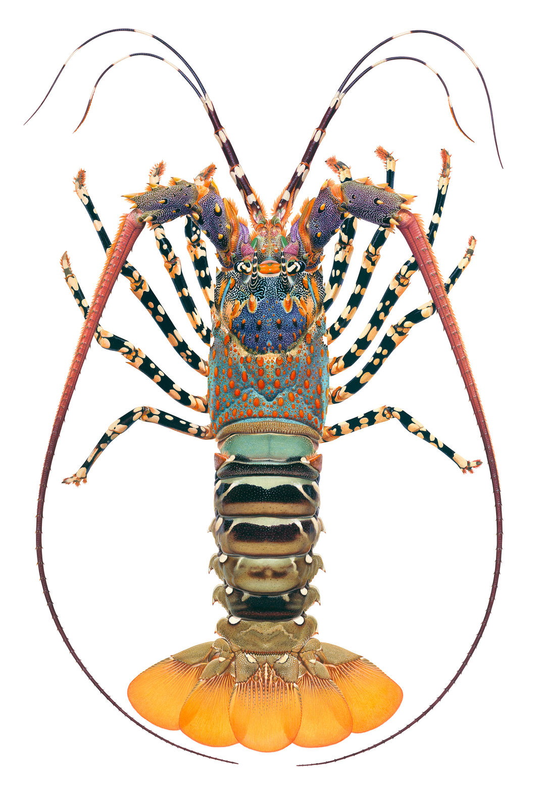 Roger Swainston, Ornate Rock Lobster Panulirus ornatus, Dampier Archipelago, Western Australia, 2024