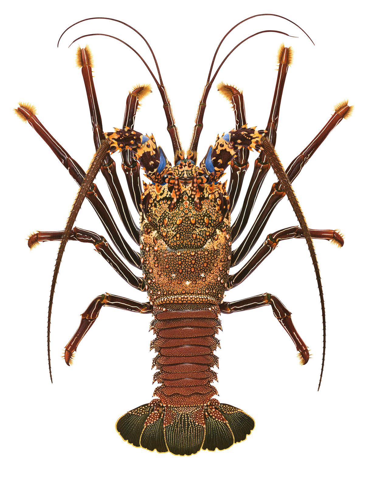 Roger Swainston, Doublespined Rock Lobster Panulirus penicillatus, Clipperton Atoll, Eastern Pacific, 2024