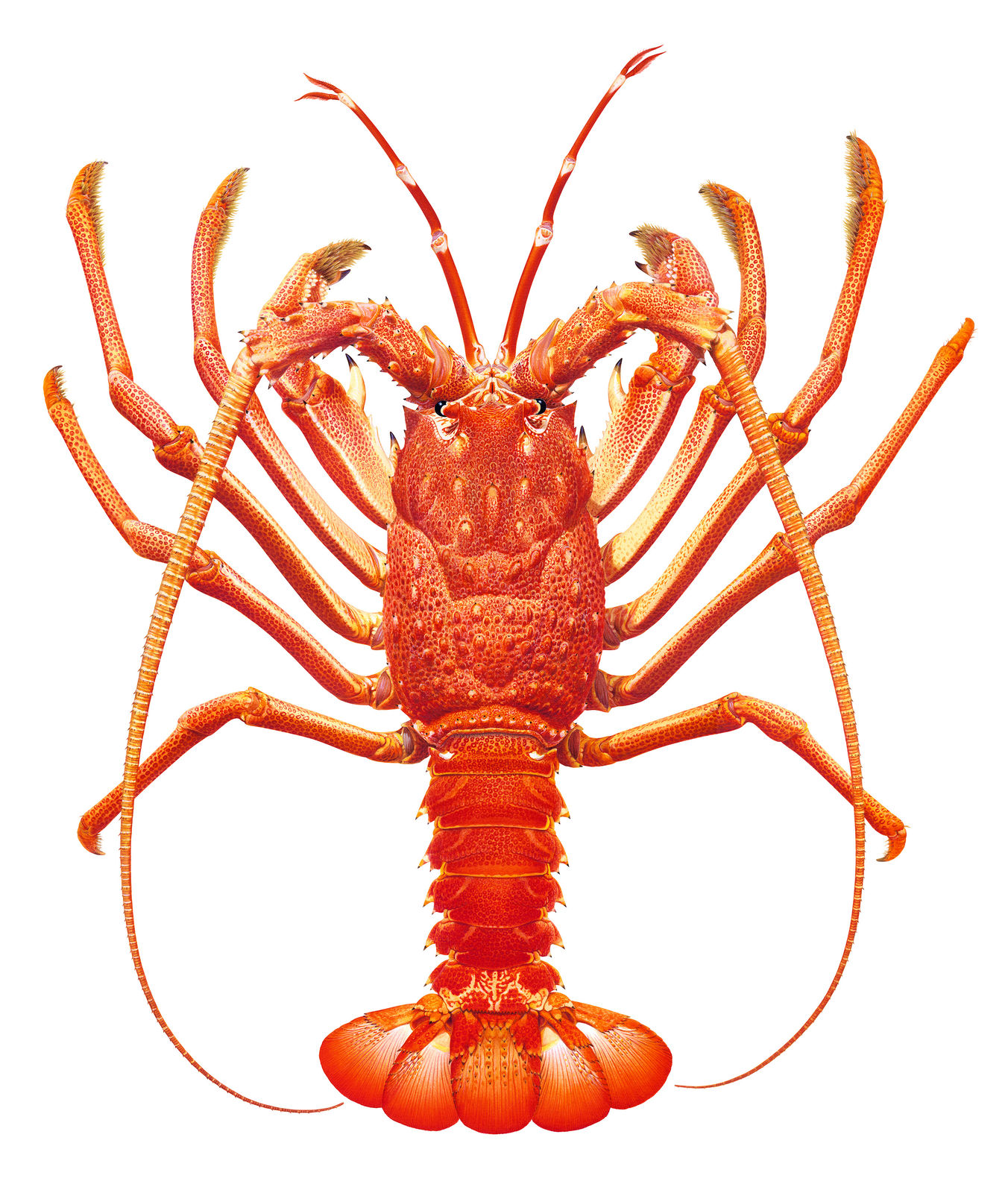 Roger Swainston, South Pacific Rock Lobster Jasus caveorum, Kopernik Seamount, Chile , 2024