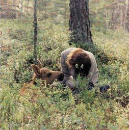 Torbjørn Rødland, Visitation I, 1999