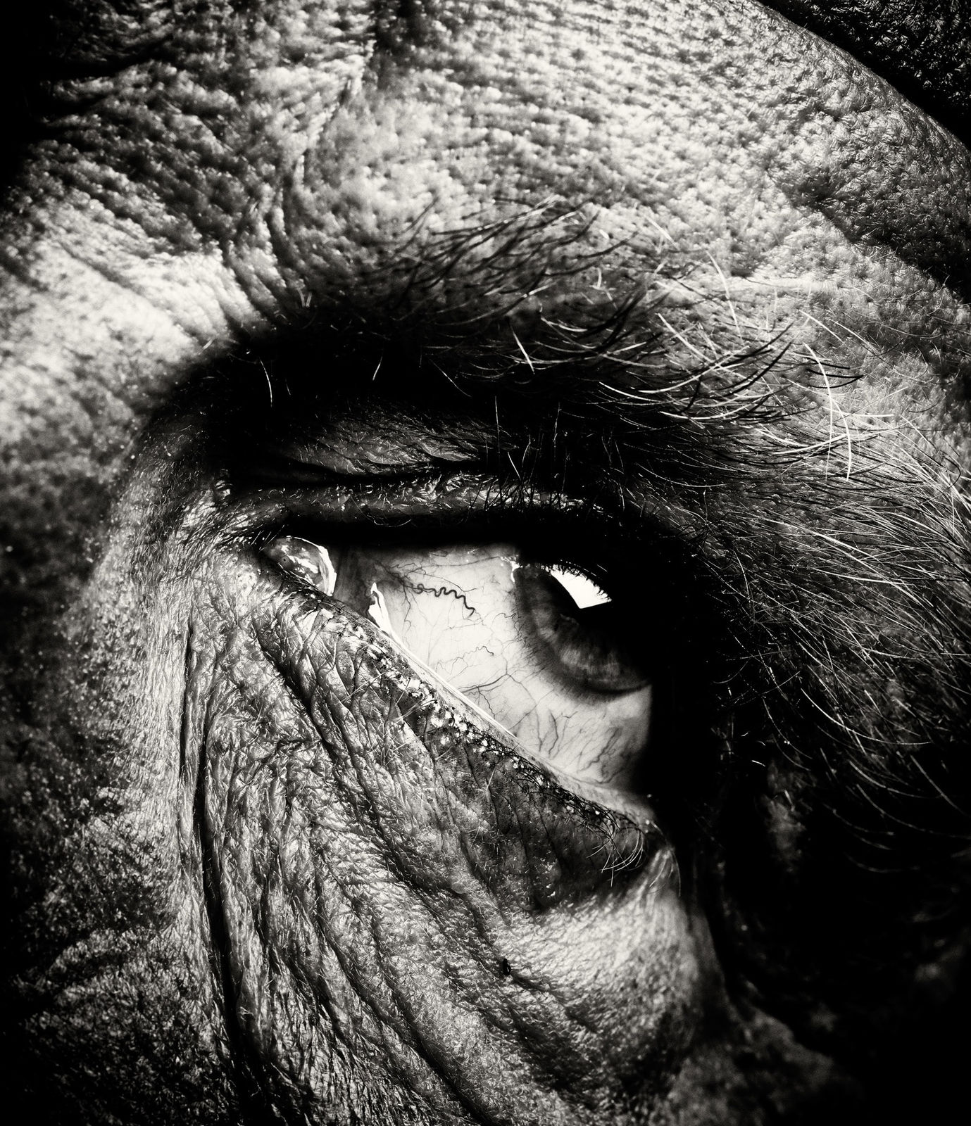 Sandro Miller, Bill Brandt / Eyes #3 (1960-1964), 2014