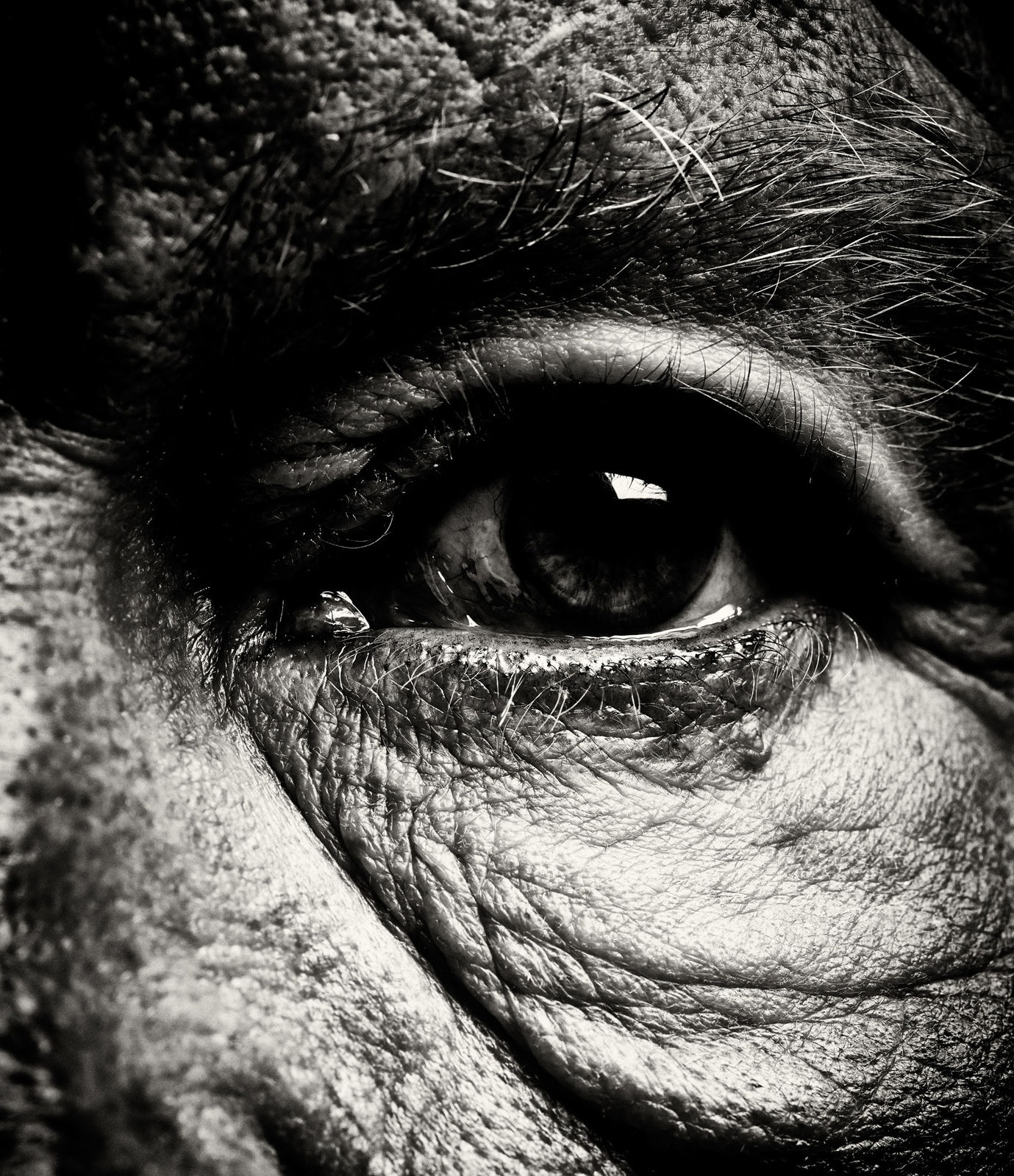 Sandro Miller, Bill Brandt / Eyes #1 (1960-1964), 2014
