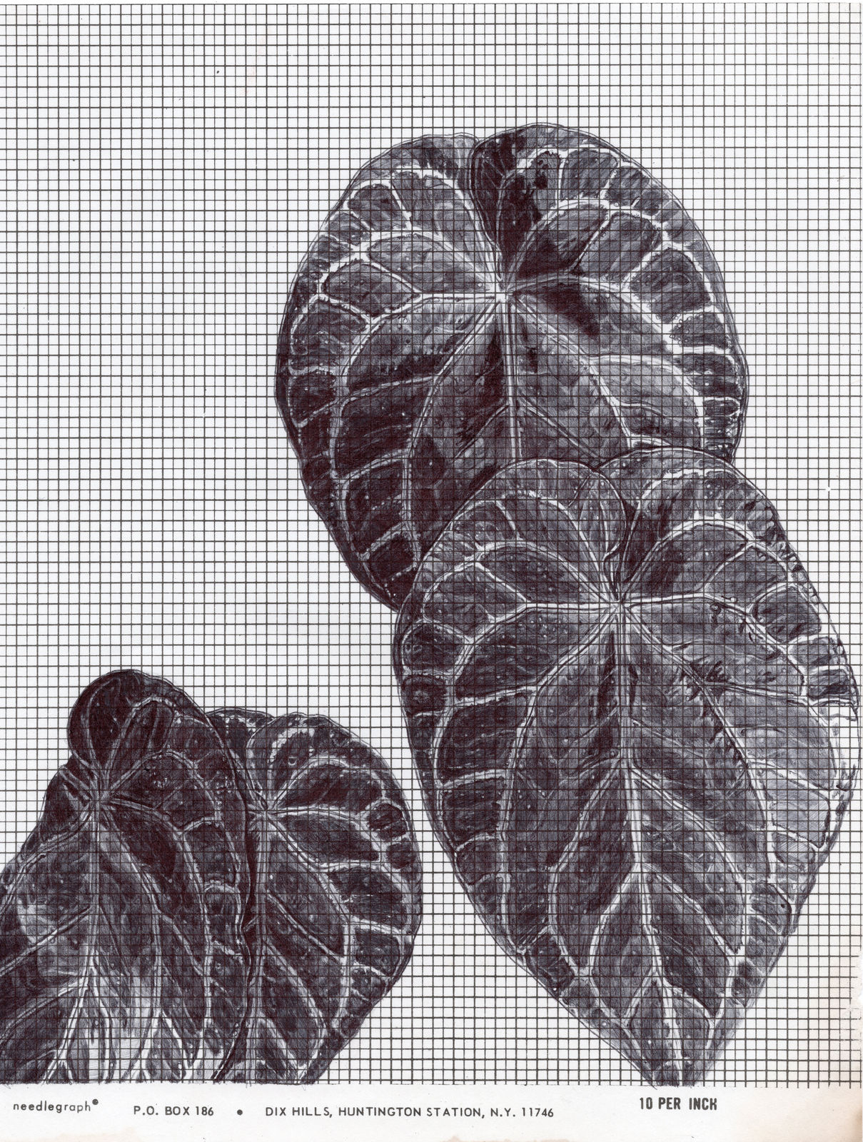 Neva Hosking, No-name Anthurium In The Bushhouse At Jindis, Kuranda , 2024