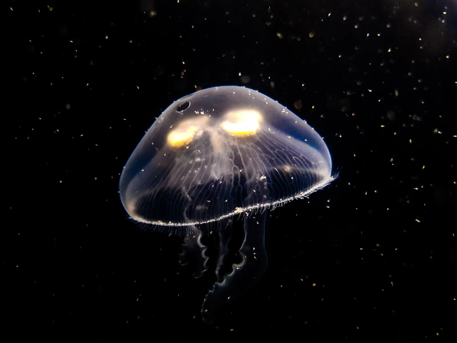 Joel Filipe, Jellyfish Series , 2015