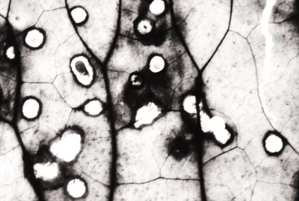 Yuming Han, Relief 2, 2021