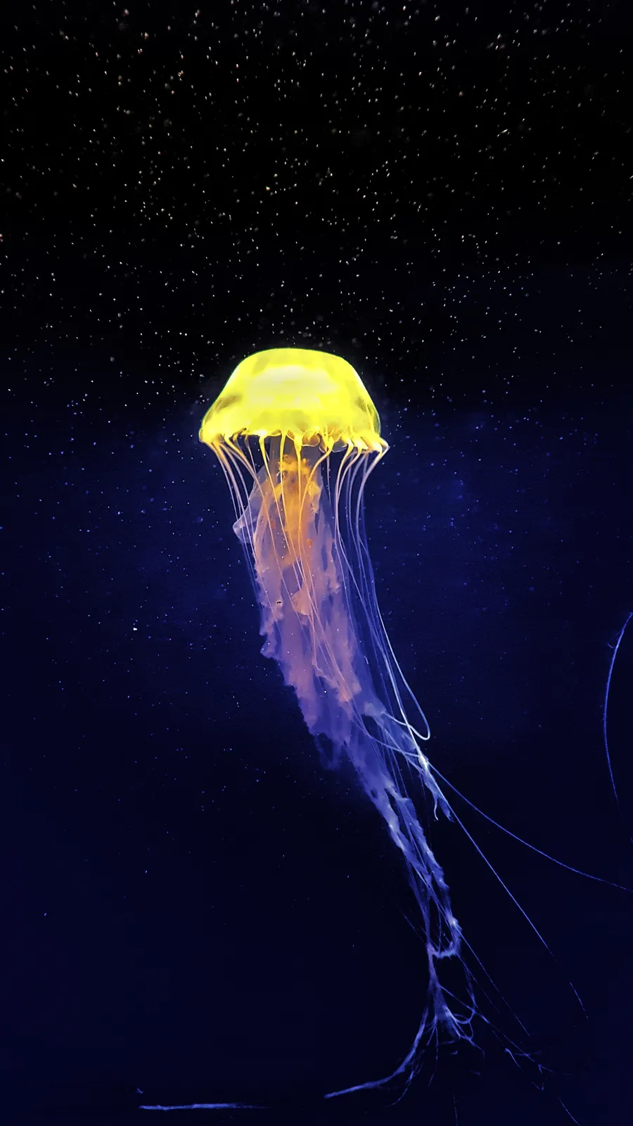 Joel Filipe, Jellyfish Series , 2015