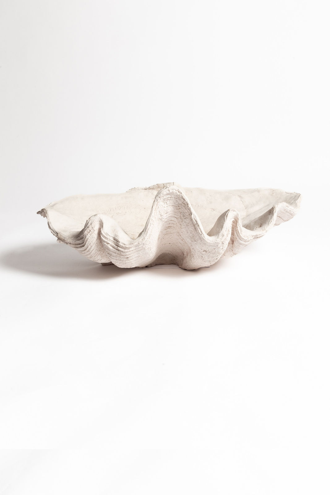 Composite Cast Giant Clam Shell