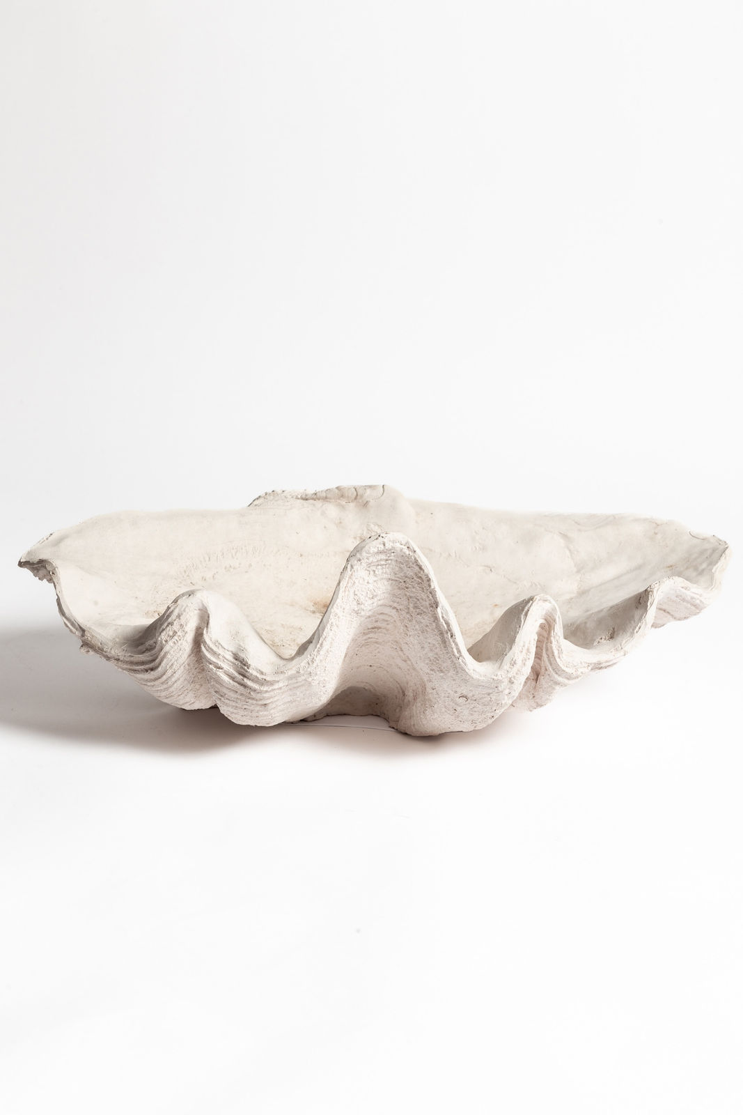 Composite Cast Giant Clam Shell