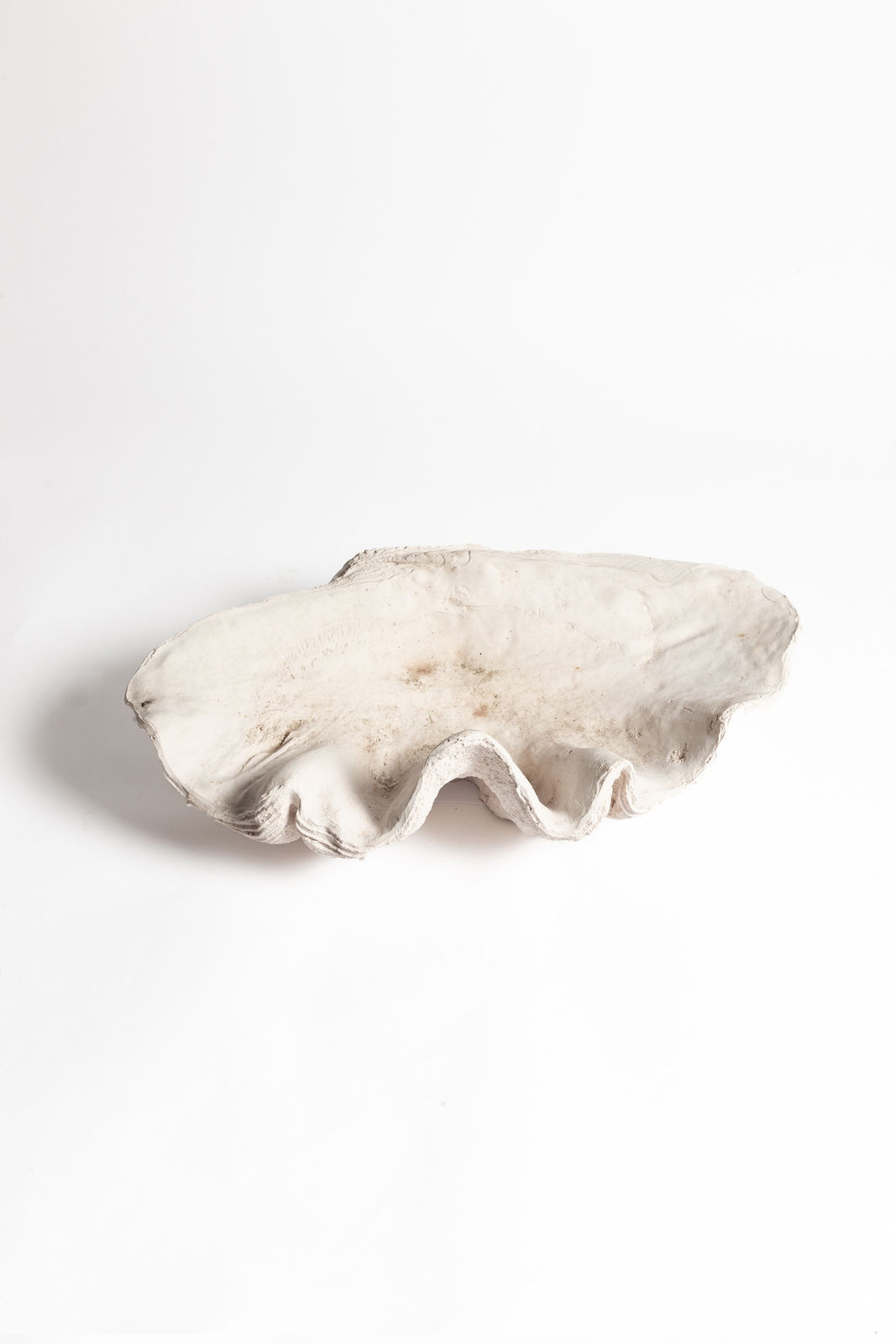 Composite Cast Giant Clam Shell