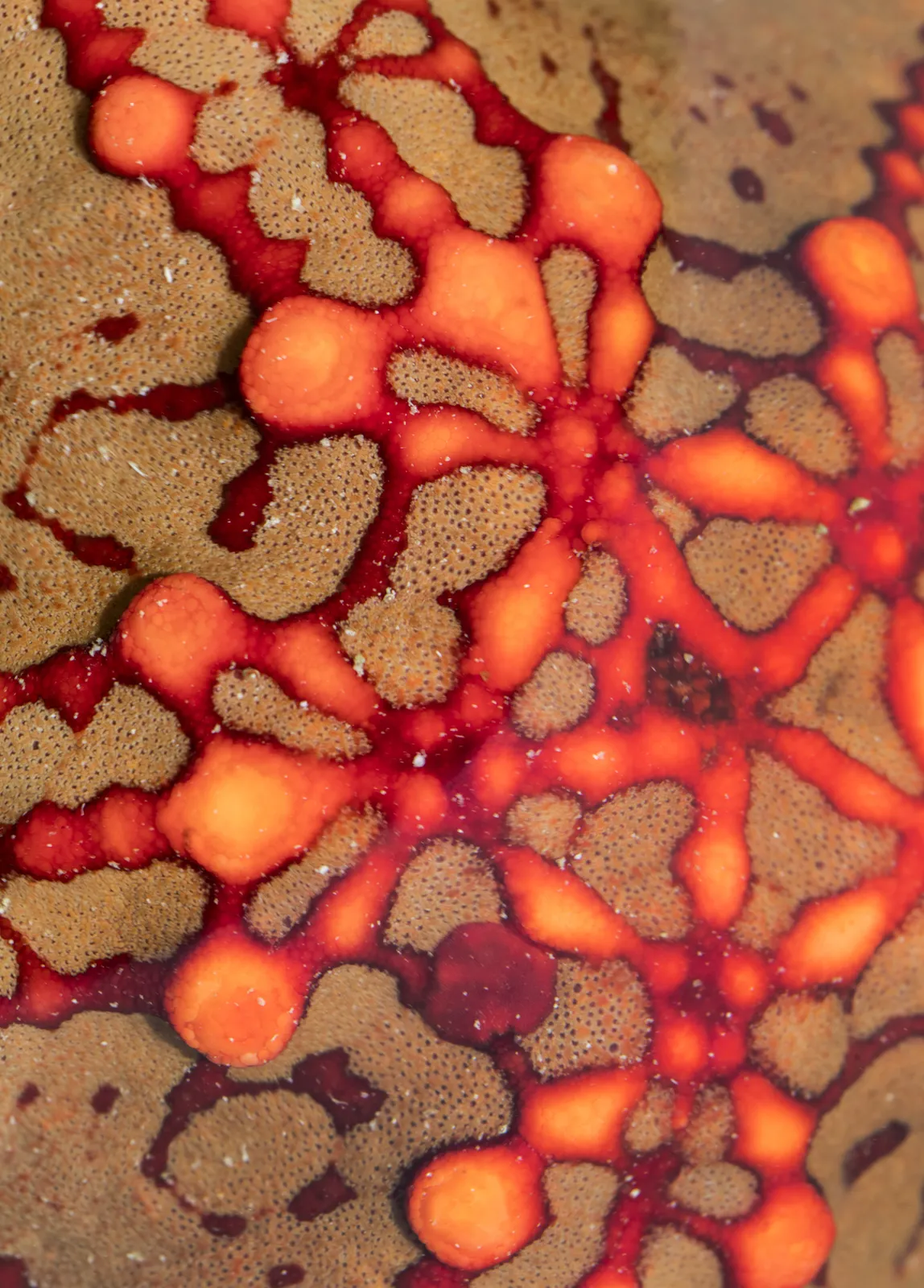 Steve Russell, Nature Unwrapped Orange - Reef I