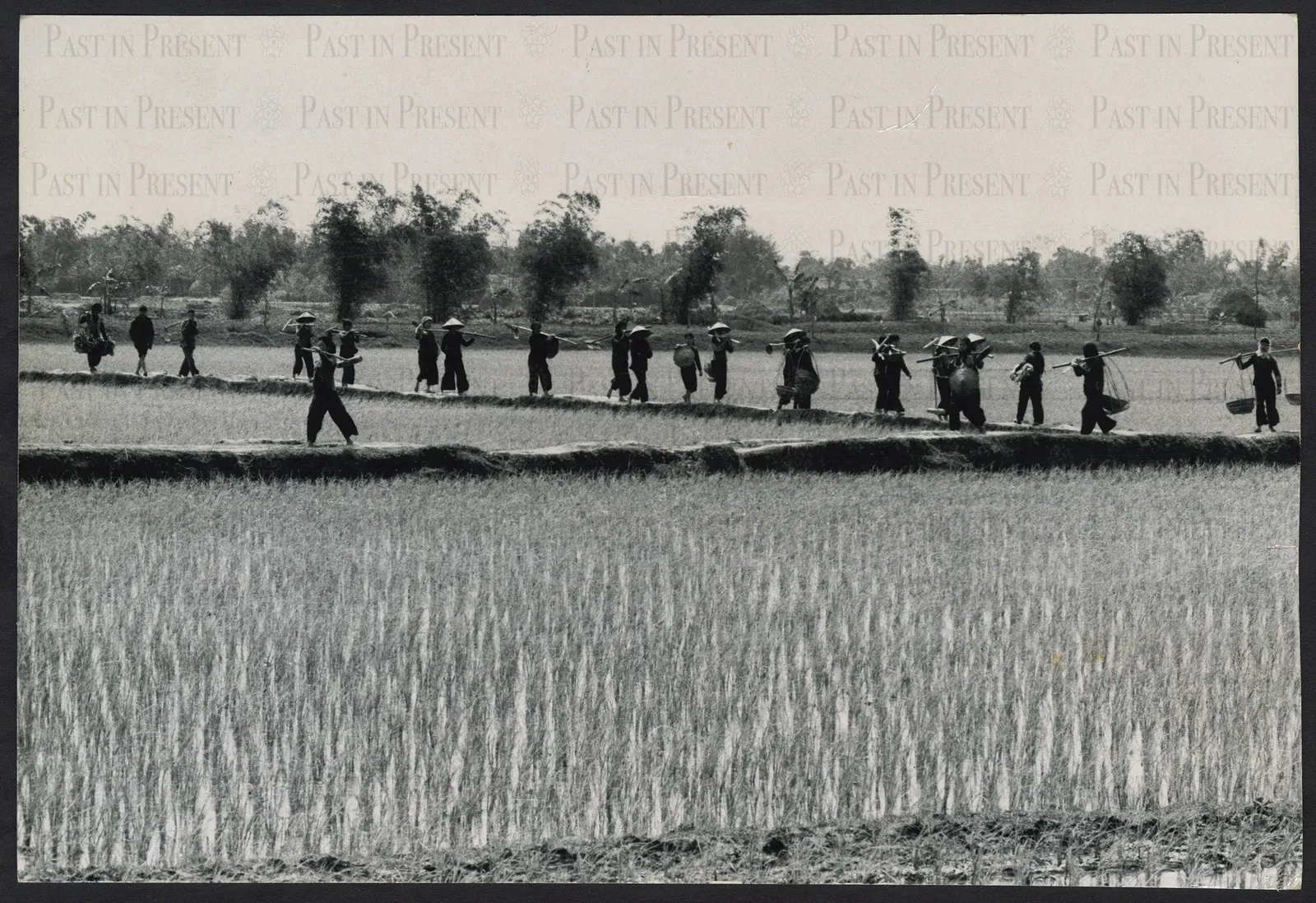 Peasants in Thai Binh Province on their way to work in the rice fields after the lunch time siesta.