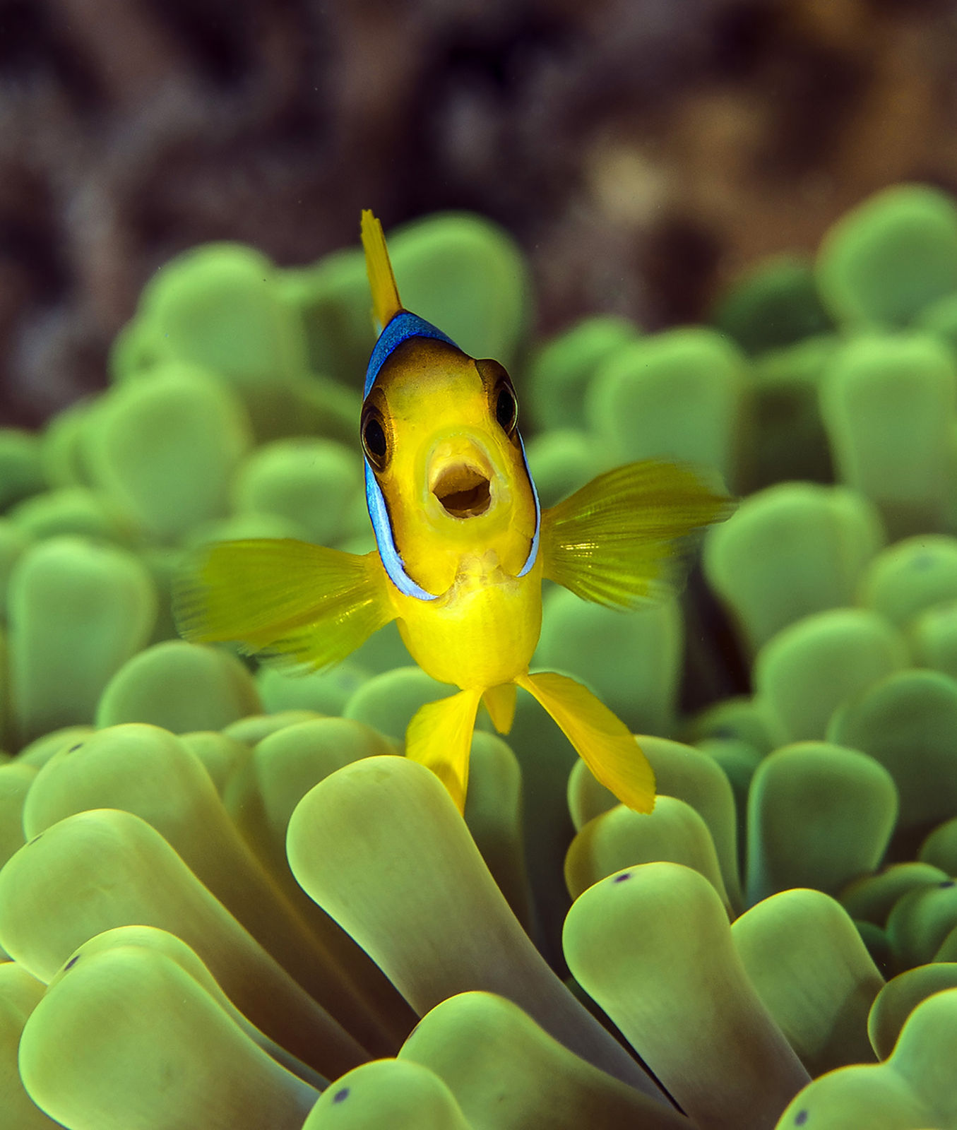 Paul Gruner, Happy Clown Fish