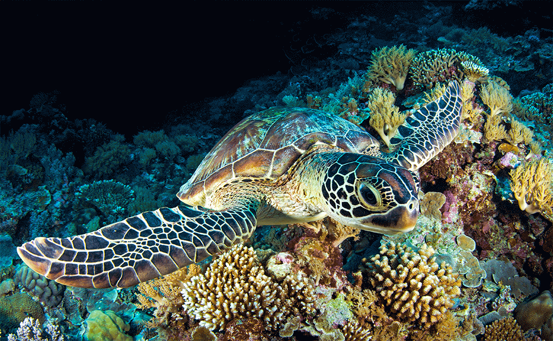 Paul Gruner, 3D Turtle In The Shadows