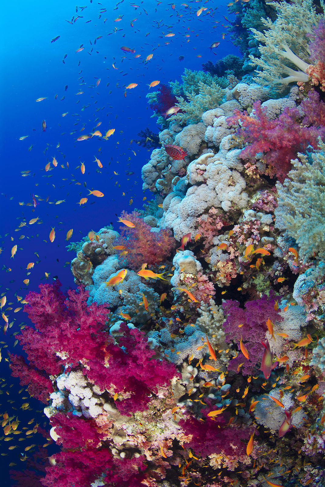 Paul Gruner, Soft Coral Delight