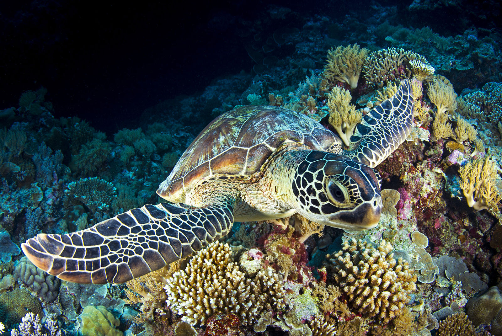 Paul Gruner, Turtle In The Shadows